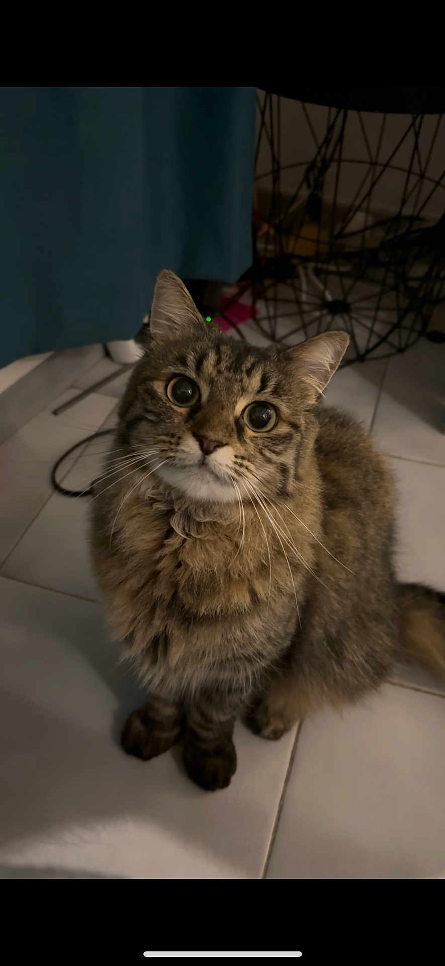 Whiskie participe au concours pour gagner de l'argent avec cette photo : cat, tabby, fluffy, indoor, curious, pet, eyes, fur, floor, tile, furniture, curtain, whiskers, animal, mammal, cute, sitting, looking_up, domestic, companion