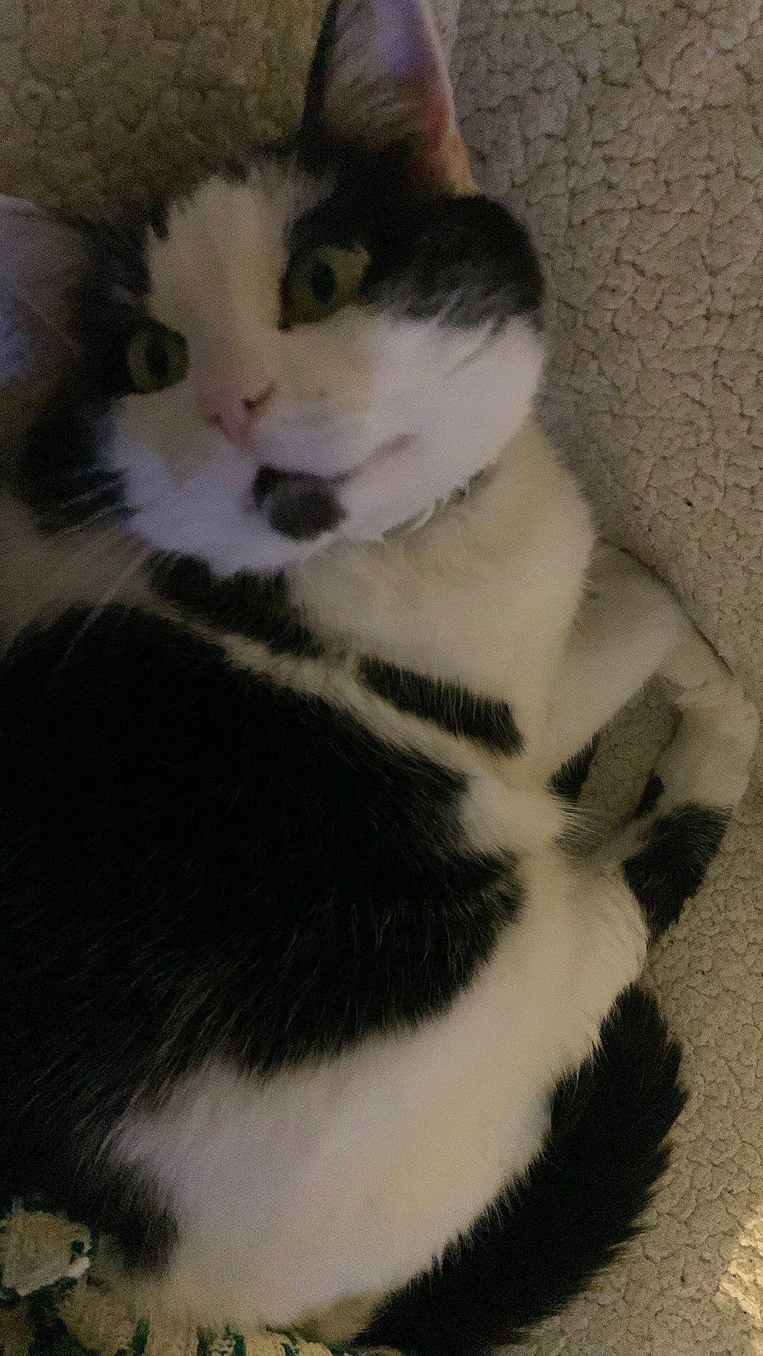 Joséphine participe au concours pour gagner de l'argent avec cette photo : carnivore, cat, domestic_short_haired_cat, felidae, fur, paw, small_to_medium_sized_cats, snout, tail, terrestrial_animal, whiskers