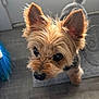 dog, small_dog, indoor, close_up, curious, ears, fur, floor, door, natural_light, pet, animal, cute, brown_fur, black_nose, attention, standing, looking_up, broom, home