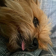 Toto joined the competition — help win amazing prizes! dog, close_up, fluffy, resting, tongue_out, bed, bedding, pet, cute, sleepy, fur, animal, cozy, nose, whiskers, eye, relaxed, indoors, portrait, soft
