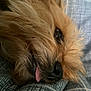 dog, close_up, fluffy, resting, tongue_out, bed, bedding, pet, cute, sleepy, fur, animal, cozy, nose, whiskers, eye, relaxed, indoors, portrait, soft