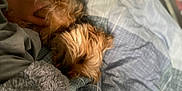 Toto joined the competition — help win amazing prizes! dog, small_dog, pet, bed, blanket, hand, fur, tongue, cozy, indoor, resting, comfort, cute, animal, canine, closeup, sleepy, soft, patterned_bedspread, relaxation