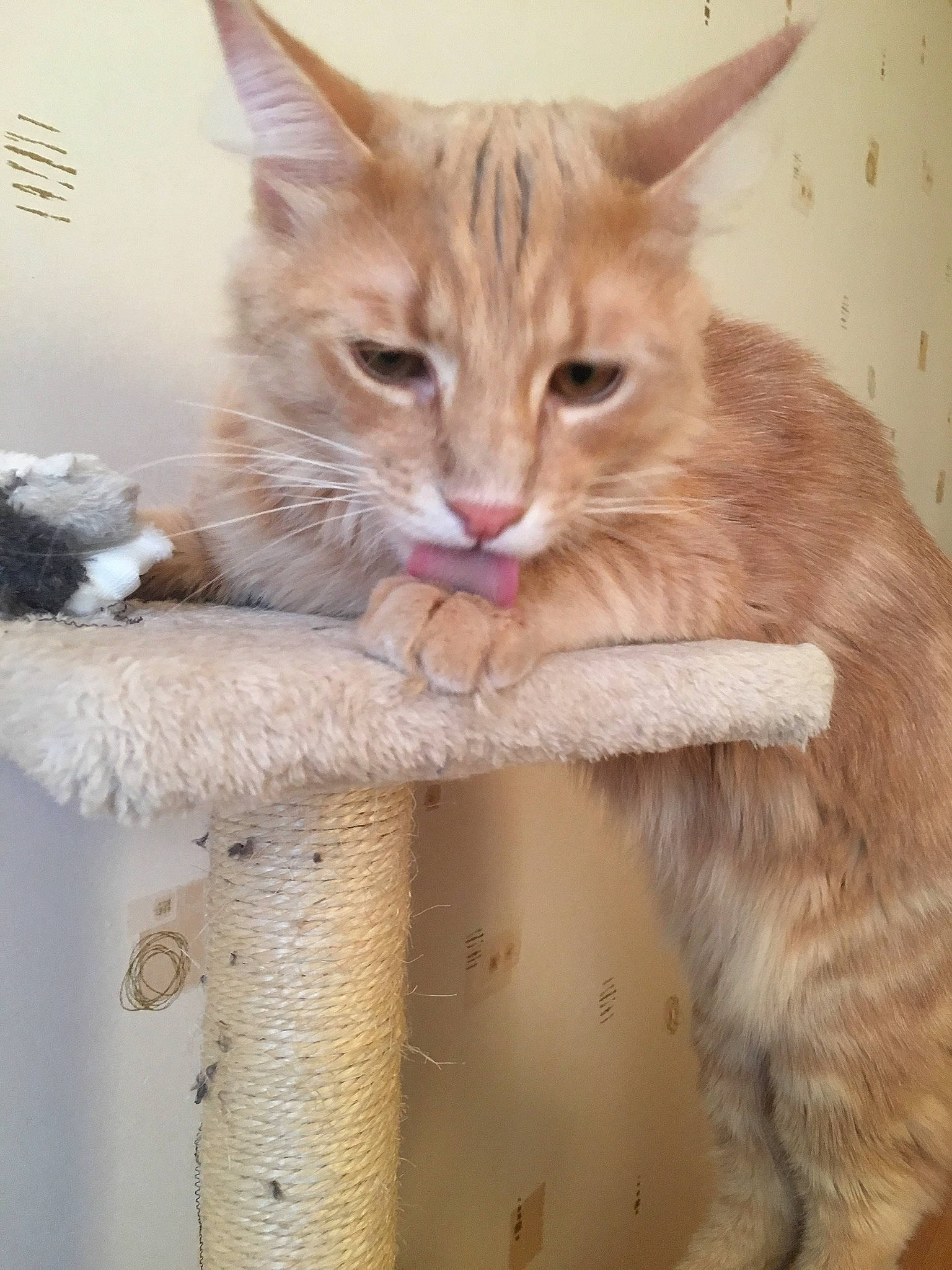 Osia a rejoint le concours — aidez-le/la à gagner de superbes lots ! aegean_cat, arabian_mau, asian, australian_mist, carnivore, cat, domestic_short_haired_cat, european_shorthair, fawn, felidae, kitten, maine_coon, mammal, ojos_azules, small_to_medium_sized_cats, somali, tabby_cat, tail, whiskers