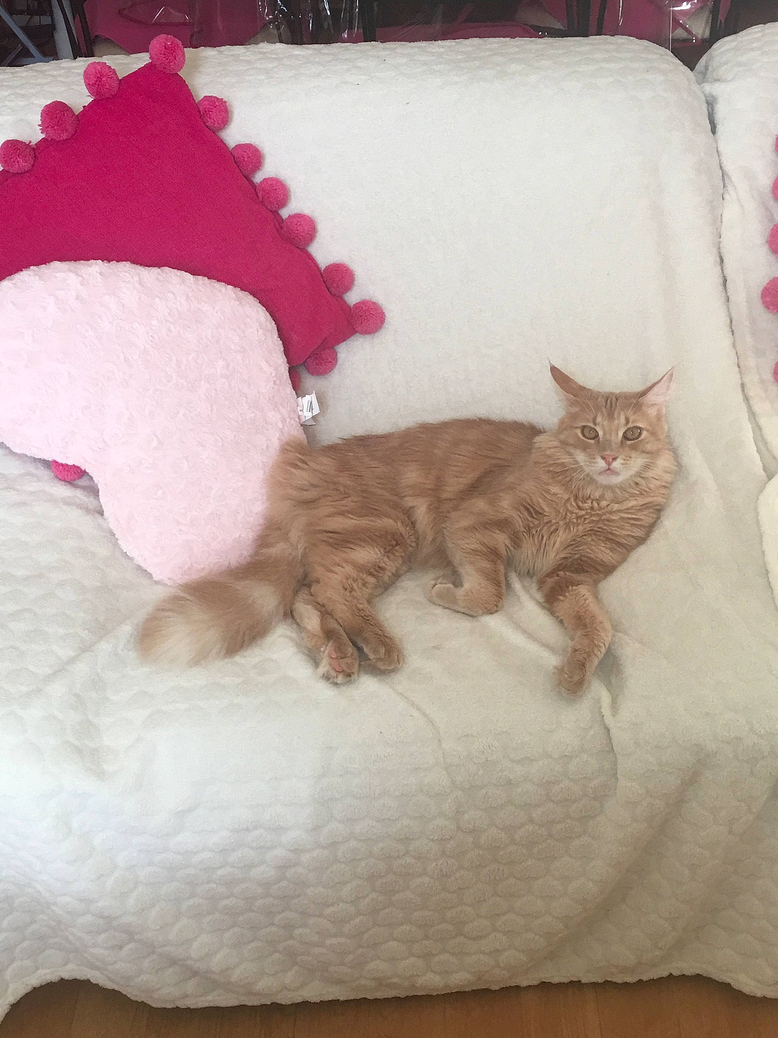 Osia participe au concours pour gagner de l'argent avec cette photo : bed, bed_sheet, carnivore, cat, cushion, felidae, fur, furniture, kitten, linens, pillow, pink, room, skin, small_to_medium_sized_cats, tail, whiskers