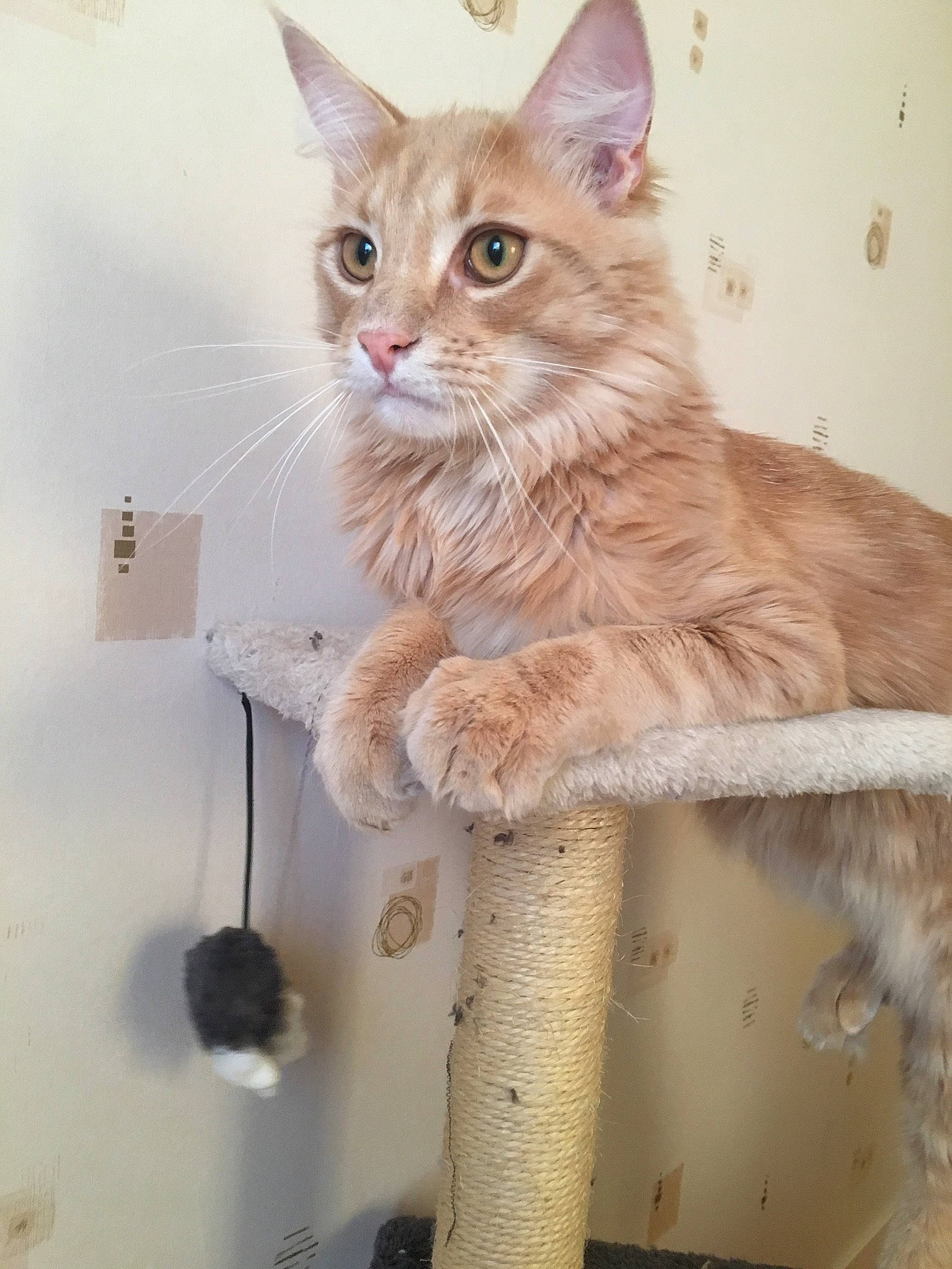 Osia a rejoint le concours — aidez-le/la à gagner de superbes lots ! aegean_cat, asian, australian_mist, carnivore, cat, domestic_short_haired_cat, european_shorthair, fawn, felidae, kitten, laperm, maine_coon, mammal, ojos_azules, polydactyl_cat, small_to_medium_sized_cats, tabby_cat, turkish_angora, vertebrate, whiskers