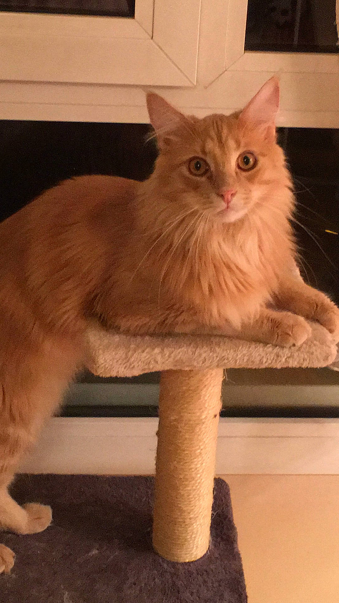 Osia participe au concours pour gagner de l'argent avec cette photo : asian, asian_semi_longhair, british_longhair, british_semi_longhair, carnivore, cat, cymric, domestic_long_haired_cat, fawn, felidae, maine_coon, mammal, norwegian_forest_cat, polydactyl_cat, ragamuffin, small_to_medium_sized_cats, somali, tail, vertebrate, whiskers