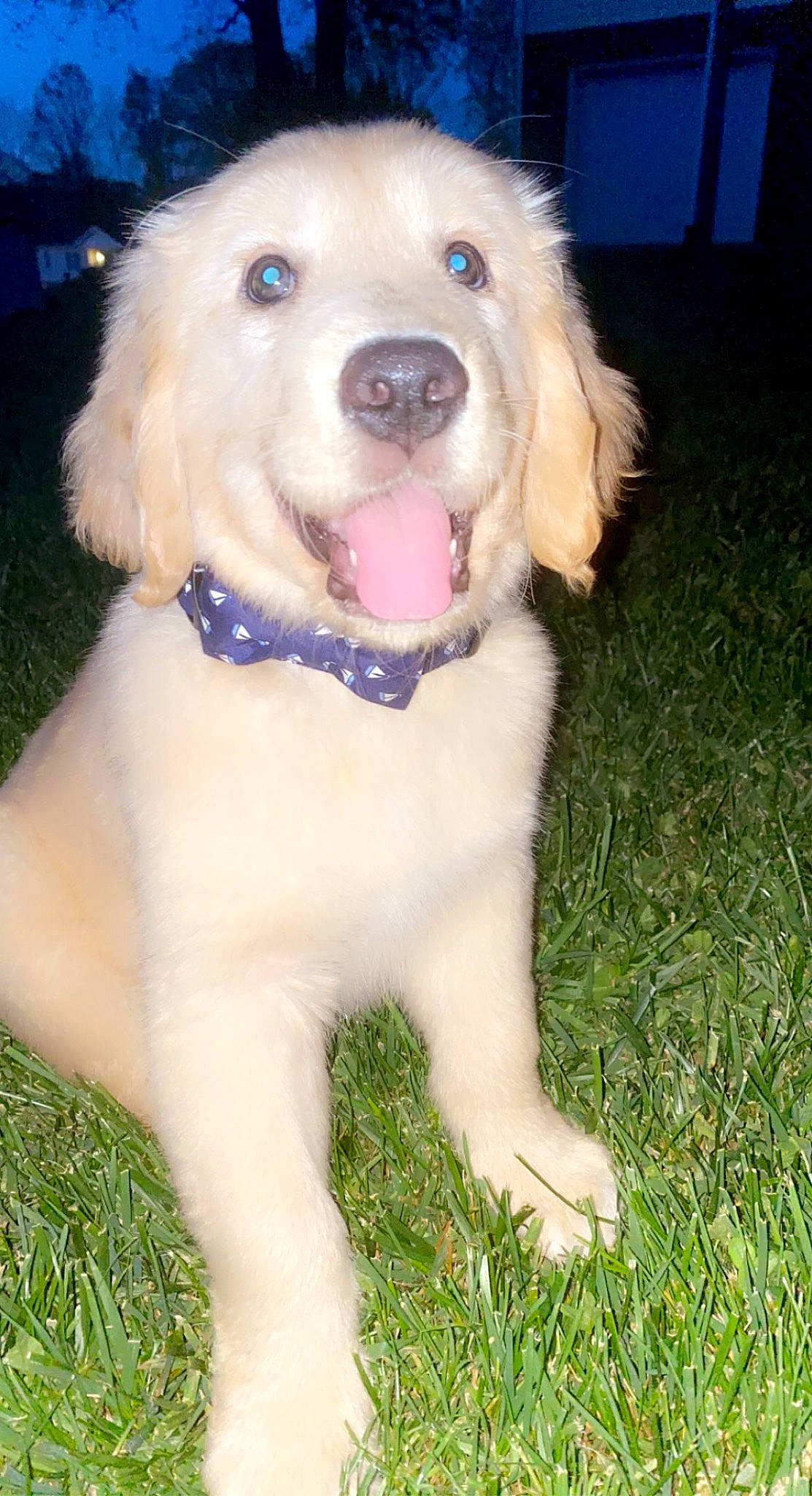 Scout joined the competition — help win amazing prizes! canidae, carnivore, companion_dog, dog, dog_breed, dog_collar, fang, fawn, fur, grass, gun_dog, puppy, smile, snout, sporting_group, working_animal, working_dog