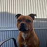 dog, brown_dog, pet, animal, chair, mesh_chair, glass_table, corrugated_wall, shadow, outdoor, seated, calm, portrait, medium_sized_dog, domestic_animal, ears_up, alert, sunlight, quiet, still
