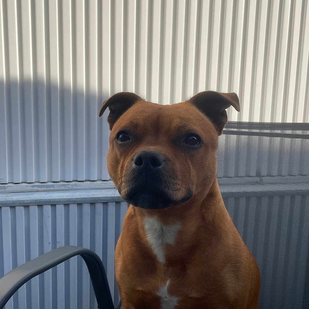 Taïga participe au concours pour gagner de l'argent avec cette photo : dog, brown_dog, pet, animal, chair, mesh_chair, glass_table, corrugated_wall, shadow, outdoor, seated, calm, portrait, medium_sized_dog, domestic_animal, ears_up, alert, sunlight, quiet, still
