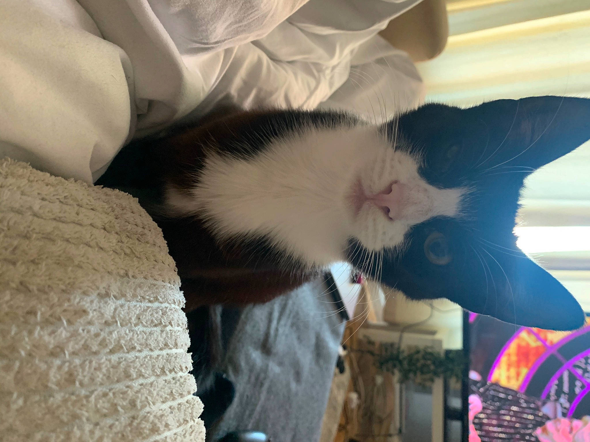 Luna Love is registered to the contest to win money with this photo: asian, carnivore, cat, ear, felidae, fur, kitten, small_to_medium_sized_cats, snout, whiskers