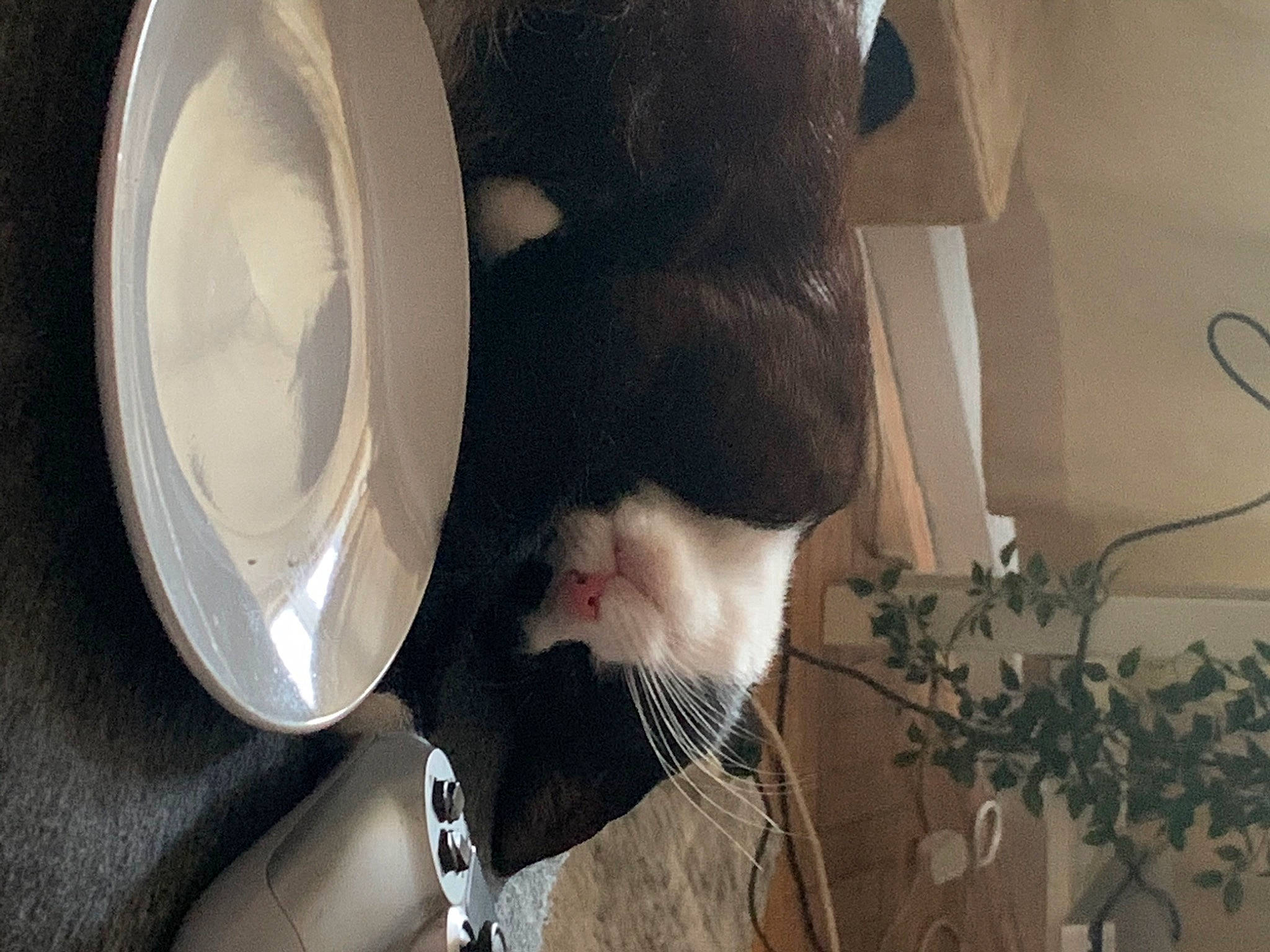 Luna Love joined the competition — help win amazing prizes! cat, ear, felidae, fur, nose, small_to_medium_sized_cats, snout, tail, whiskers