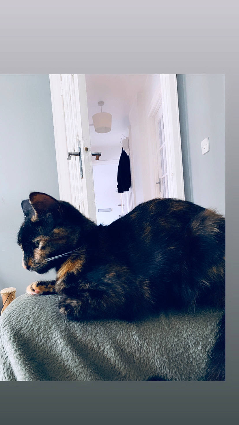 Crookshanks joined the competition — help win amazing prizes! black_cat, canidae, carnivore, cat, comfort, domestic_short_haired_cat, ear, felidae, fur, room, small_to_medium_sized_cats, snapshot, tail, whiskers, window