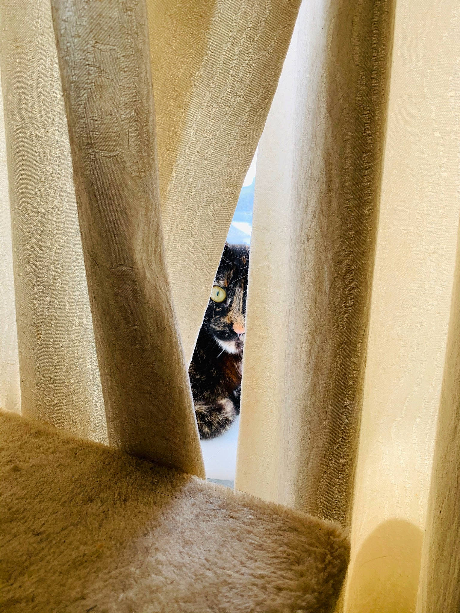 Crookshanks joined the competition — help win amazing prizes! architecture, beige, curtain, house, interior_design, room, textile, window, window_treatment