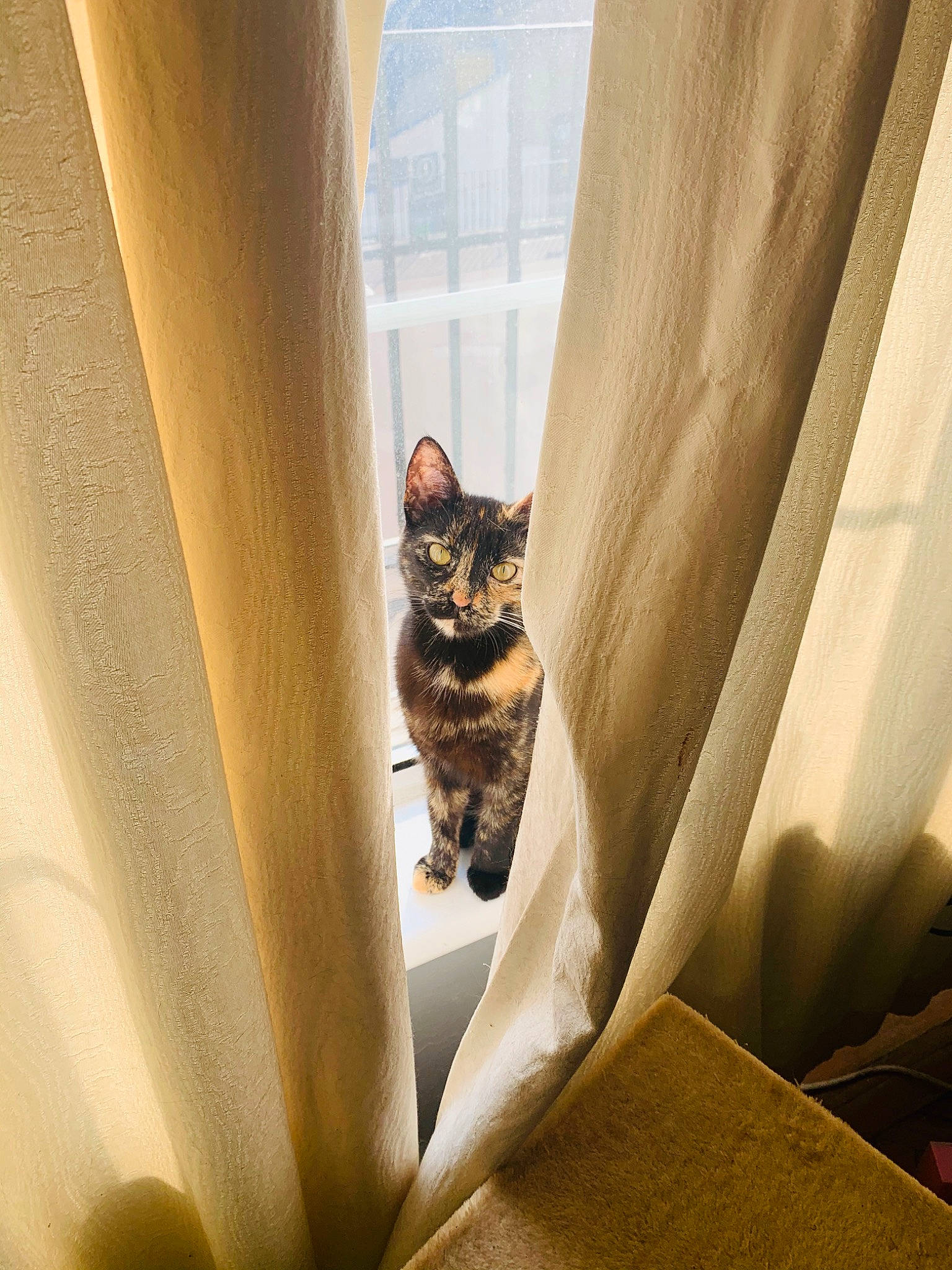 Crookshanks is registered to the contest to win money with this photo: american_shorthair, bengal, carnivore, cat, curtain, felidae, interior_design, kitten, light, ocicat, room, small_to_medium_sized_cats, sunlight, tabby_cat, textile, whiskers, window, window_treatment