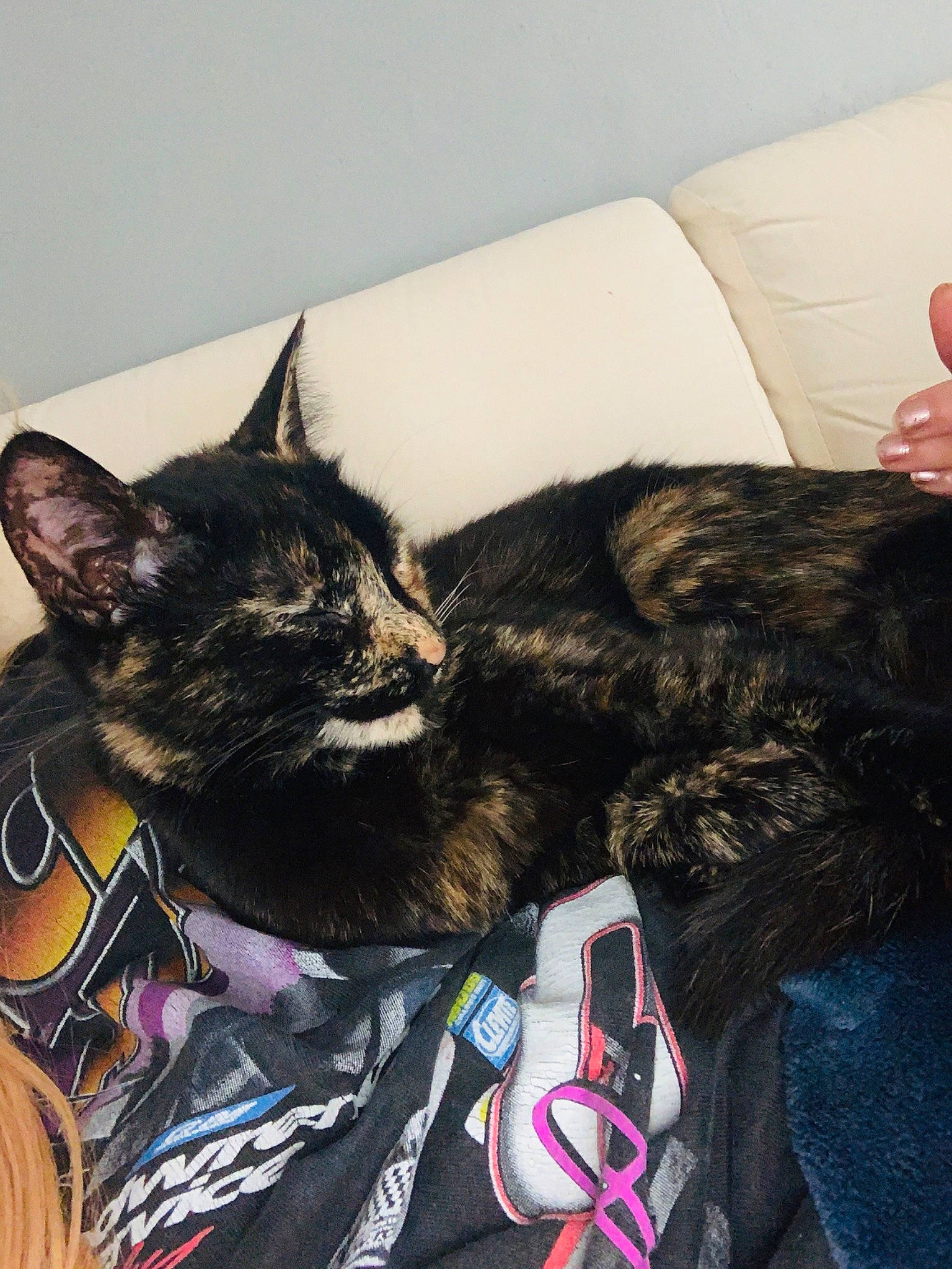 Crookshanks joined the competition — help win amazing prizes! carnivore, cat, domestic_short_haired_cat, ear, felidae, fur, german_rex, kitten, nap, small_to_medium_sized_cats, tail, whiskers