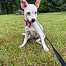 dog, white_dog, puppy, bow_tie, leash, grass, park, outdoor, nature, trees, pet, animal, cute, small_dog, sitting, ears, canine, young_dog, alert, daylight