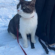 Ace is registered to the contest to win money with this photo: accessory, adventure, backpack, cat, collar, daylight, fluffy, fur, green_eyes, ground, leash, outdoor, paws, pet, profile, sitting, snow, tuxedo_cat, whiskers, winter