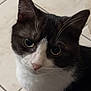 cat, tuxedo_cat, pet, feline, whiskers, green_eyes, close_up, portrait, indoor, tile_floor, black_and_white_fur, ears, nose, fur, looking_up, curious, adorable, sitting, domestic_cat, eye_reflection