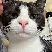 Ace participe au concours pour gagner de l'argent avec cette photo : cat, tuxedo_cat, close_up, pink_nose, whiskers, ears, eyes, fur, face, pet, feline, domestic_animal, portrait, indoor, home_interior, lamp, shelf, human_partial, cozy, cute