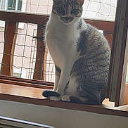 Vénus a rejoint le concours — aidez-le/la à gagner de superbes lots ! cat, tabby_cat, windowsill, window, netting, indoor, pet, feline, portrait, sitting, paws, tail, gaze, whiskers, wood_sill, radiator, balcony, building_exterior, home_interior, domestic