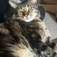 Nibbler is registered to the contest to win money with this photo: animal, cat, close_up, couch, cozy, cute, domestic, feline, fur, home, indoor, laying, pet, portrait, relaxed, resting, soft_light, tabby, whiskers, yellow_eyes