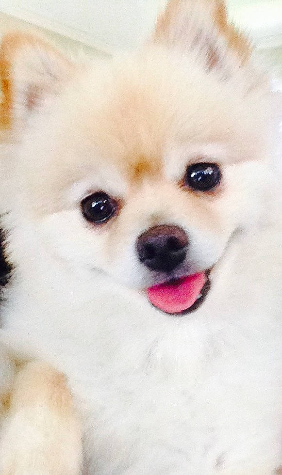 Kiwi joined the competition — help win amazing prizes! canidae, carnivore, companion_dog, dog, dog_breed, german_spitz, german_spitz_klein, german_spitz_mittel, japanese_spitz, mammal, non_sporting_group, nose, pomeranian, puppy, rare_breed_dog, skin, snout, spitz, vertebrate, volpino_italiano