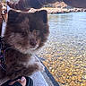 dog, fluffy_dog, small_dog, brown_fur, white_fur, pet, animal, sitting, portrait, outdoor, water, lake, shoreline, clear_water, rocks, nature, sunlight, stone_railing, harness, human_foot