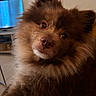 dog, puppy, brown_fur, fluffy, long_hair, close_up, portrait, face, eyes, nose, ears, tilted_head, indoors, pet, animal, cute, adorable, television, living_room, soft_lighting