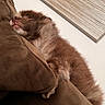 Robert participe au concours pour gagner de l'argent avec cette photo : brown_fur, closed_eyes, couch, cozy, cushion, dog, fluffy, furniture, home, indoors, nap, paw, pet, portrait, puppy, relaxed, resting, sleeping, snout, wall_art
