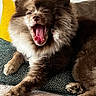 Robert a rejoint le concours — aidez-le/la à gagner de superbes lots ! animal, brown_and_white, couch, cozy, cushion, dog, fluffy, fur, indoor, living_room, long_hair, open_mouth, paws, pet, pink_tongue, portrait, relaxed, sleepy, yawning, yellow_cushion
