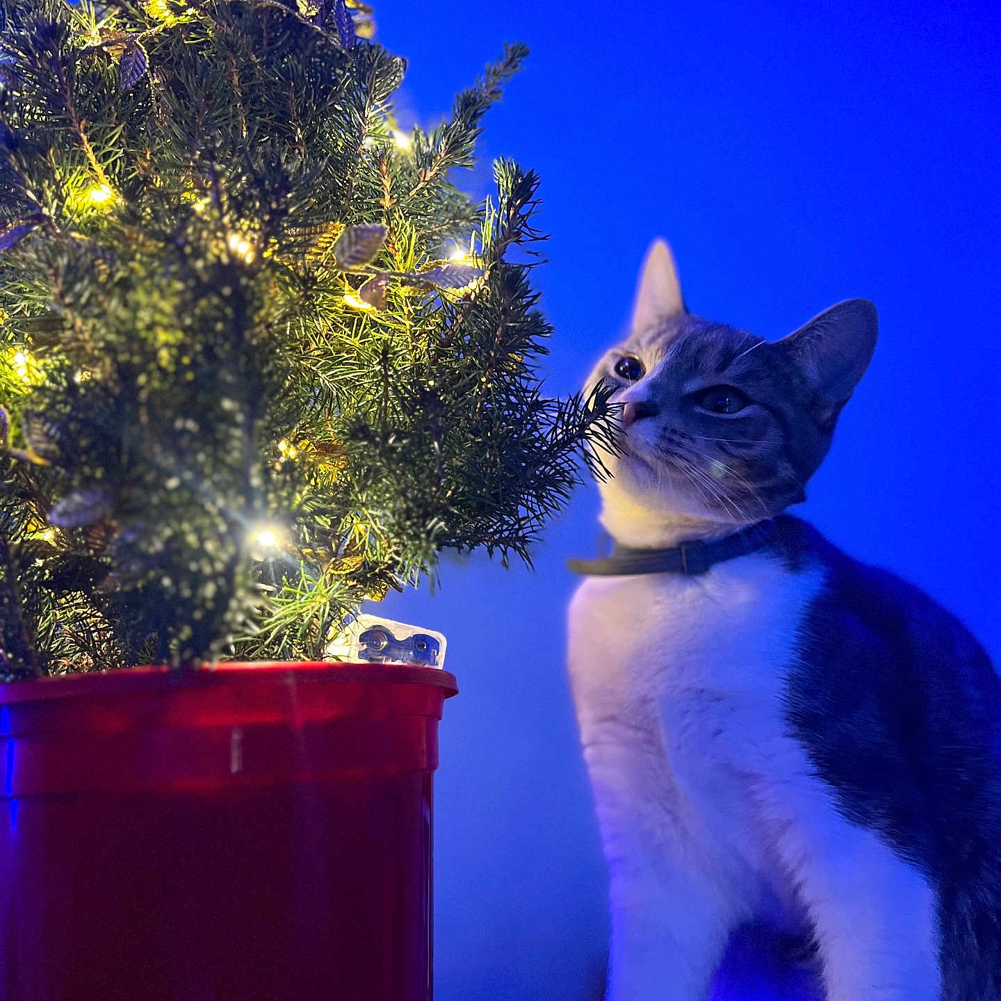 Mimikyu is registered to the contest to win money with this photo: animal, blue_background, bright, cat, christmas_tree, close_up, collar, cozy, curious, decoration, feline, festive, greenery, holiday, indoor, lights, night, pet, red_pot, sniffing