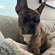 Stucco is registered to the contest to win money with this photo: animal, blanket, brindle, canine, couch, cozy, cute, dog, ears, eyes, french_bulldog, fur, home, indoor, looking_away, pet, portrait, puppy, sitting, window