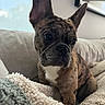 animal, blanket, brindle, canine, couch, cozy, cute, dog, ears, eyes, french_bulldog, fur, home, indoor, looking_away, pet, portrait, puppy, sitting, window