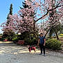 Corail a rejoint le concours — aidez-le/la à gagner de superbes lots ! cherry_blossom, tree, dog, man, bench, park, path, sunlight, blue_sky, jacket, leash, backpack, shrub, blossom, spring, walking, pet, casual_clothing, outdoor, standing