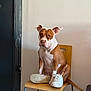 dog, chair, sneaker, shoe, indoor, wall, tile_floor, pet, brown_and_white, sitting, expression, ears, paw, wooden_chair, seat, furniture, portrait, domestic_animal, curious, funny_pose