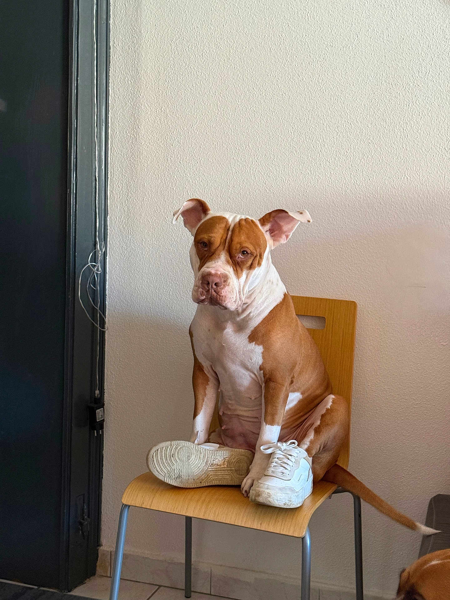 Corail a rejoint le concours — aidez-le/la à gagner de superbes lots ! dog, chair, sneaker, shoe, indoor, wall, tile_floor, pet, brown_and_white, sitting, expression, ears, paw, wooden_chair, seat, furniture, portrait, domestic_animal, curious, funny_pose