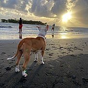 Corail participe au concours pour gagner de l'argent avec cette photo : dog, beach, ocean, sunset, clouds, person, fishing, sand, waves, water, sky, sun, horizon, shore, reflection, footprints, collar, leash, silhouette, outdoors