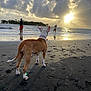 dog, beach, ocean, sunset, clouds, person, fishing, sand, waves, water, sky, sun, horizon, shore, reflection, footprints, collar, leash, silhouette, outdoors