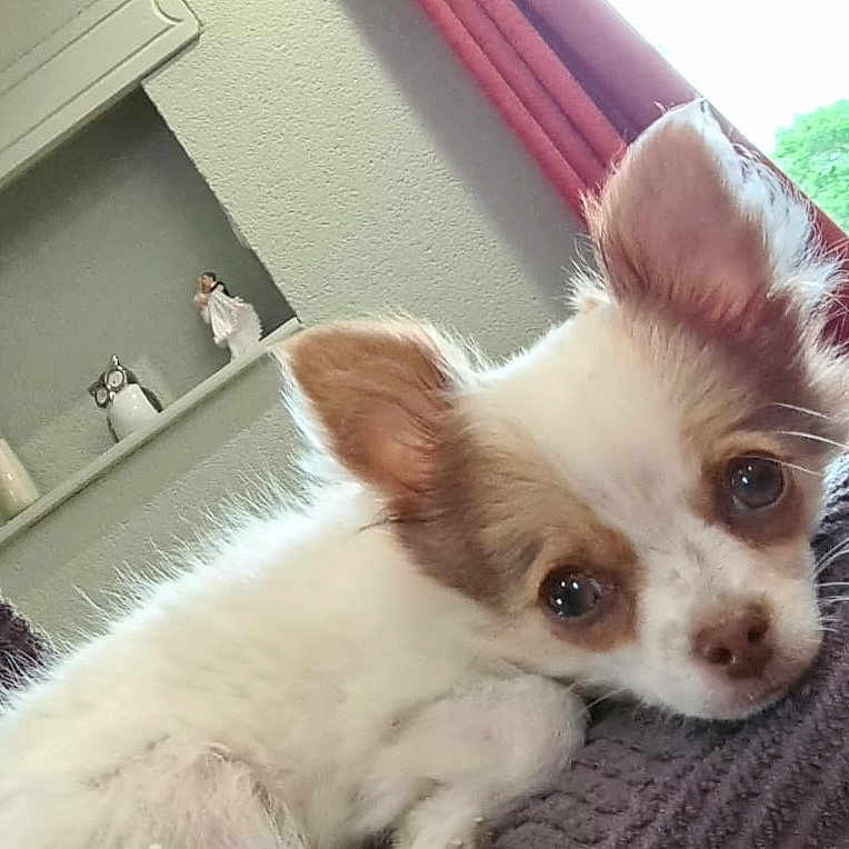 Aylia participe au concours pour gagner de l'argent avec cette photo : animal, blanket, closeup, comfort, cozy, cute, decor, dog, ears, eyes, fluffy, home, indoor, light, pet, puppy, resting, shelf, small_dog, window