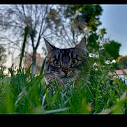 Alex is registered to the contest to win money with this photo: cat, tabby, grass, outdoor, nature, animal, greenery, tree, sky, curious, wildlife, pet, feline, closeup, eyes, whiskers, mammal, daylight, portrait, focus