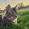 Alex is registered to the contest to win money with this photo: cat, tabby_cat, grass, outdoor, sunset, nature, animal, green_eyes, field, pet, feline, ears, whiskers, closeup, mammal, daylight, sky, plants, curious, resting