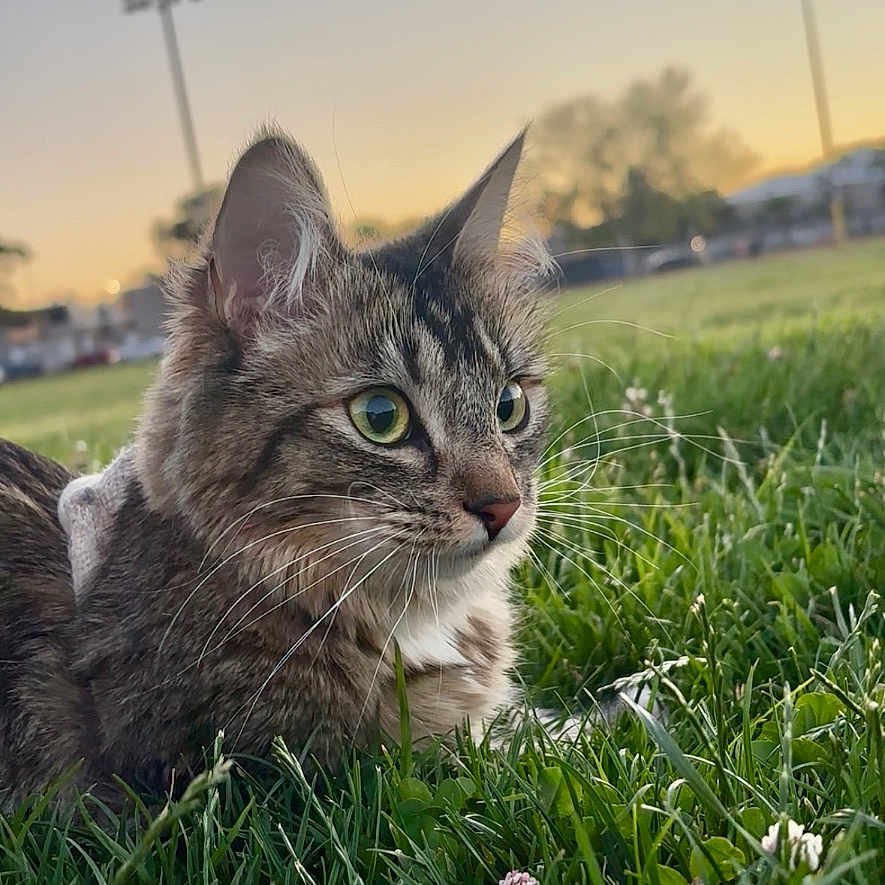 Alex is registered to the contest to win money with this photo: cat, tabby_cat, grass, outdoor, sunset, nature, animal, green_eyes, field, pet, feline, ears, whiskers, closeup, mammal, daylight, sky, plants, curious, resting