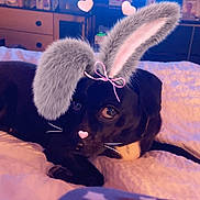Gracie joined the competition — help win amazing prizes! dog, black_dog, bed, blanket, bunny_ears_filter, whiskers_filter, pink_bow, heart_nose, indoor, furniture, television, decor, cozy, pet, lying_down, cute, animal, playful, filter, soft_lighting