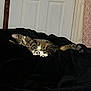 cat, tabby, sleeping, indoor, blanket, bedroom, door, curtains, resting, pet, feline, cozy, fur, whiskers, paws, tail, relaxing, quiet, domestic, animal