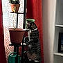 Luna is registered to the contest to win money with this photo: cat, tabby, plant_stand, potted_plant, watering_can, curious, indoor, curtains, striped, feline, pet, home, furniture, container, green, brown, red, white, sitting, side_view