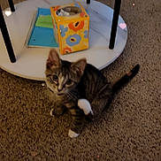 Luna joined the competition — help win amazing prizes! kitten, cat, tabby, white_paws, carpet, table, tissue_box, notebook, indoor, floor, pet, cute, young_cat, heart_bokeh, cozy, furniture, animal, domestic, small, playful