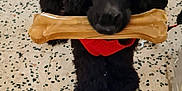 Stella participe au concours pour gagner de l'argent avec cette photo : dog, black_dog, toy, bone, sweater, red_sweater, floor, tile_floor, indoor, pet, animal, cute, playing, chewing, canine, companion, domestic_animal, fur, standing, household