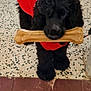 dog, black_dog, toy, bone, sweater, red_sweater, floor, tile_floor, indoor, pet, animal, cute, playing, chewing, canine, companion, domestic_animal, fur, standing, household