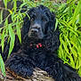 Stella participe au concours pour gagner de l'argent avec cette photo : dog, black_dog, pet, outdoor, tree_trunk, greenery, leaves, nature, animal, fur, collar, canine, portrait, relaxed, close_up, curious, fluffy, mammal, nature_background, daylight