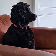 Stella participe au concours pour gagner de l'argent avec cette photo : dog, black_dog, curly_fur, pet, collar, armchair, furniture, indoor, side_view, calm, attentive, brown, white_wall, door, seated, house, domestic, cozy, portrait, animal